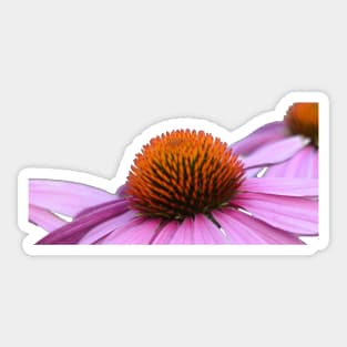 Cone Flower or Echinacea Sticker